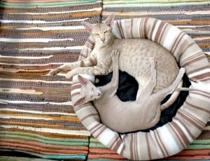 a picture of two brown short fur cats at circle shaped brown and white bed thumbnail