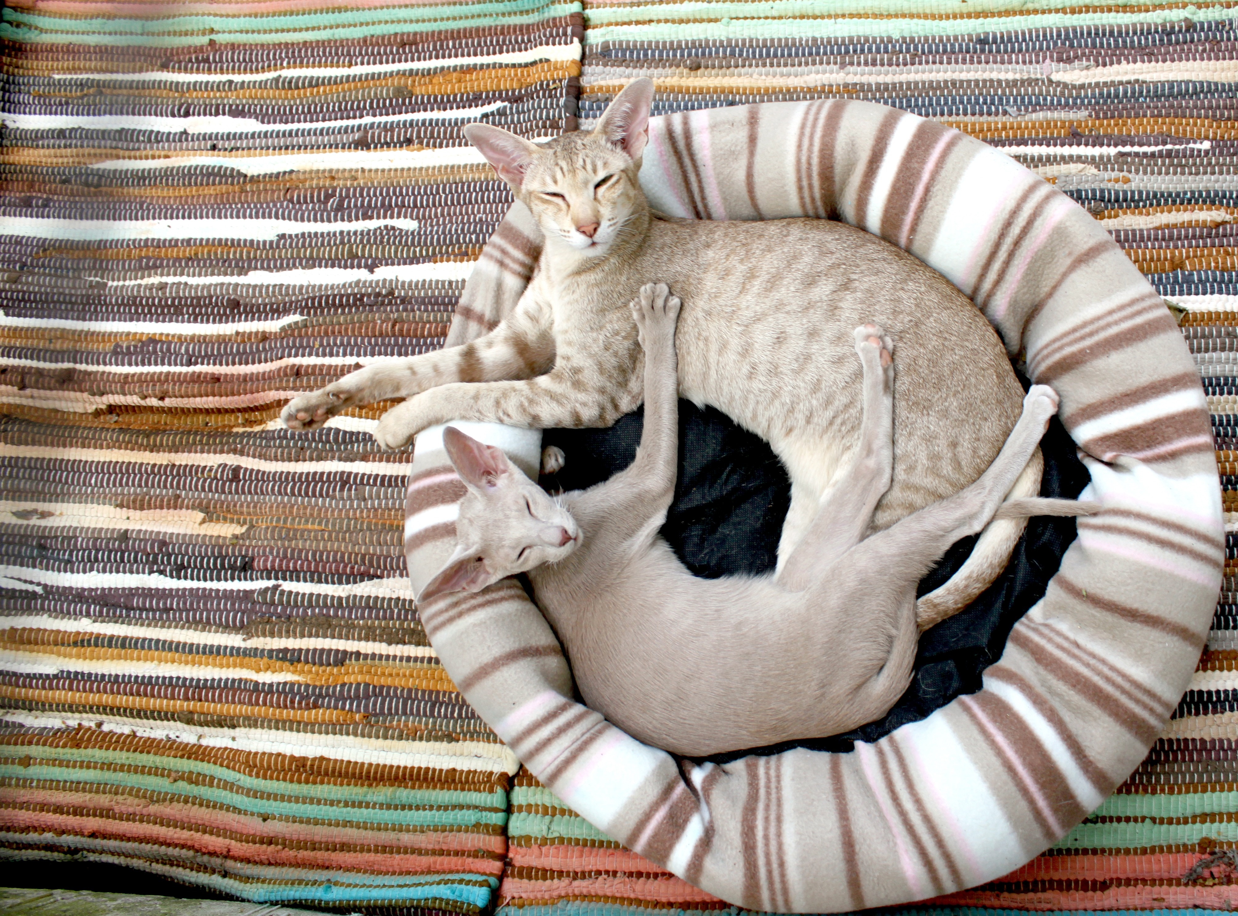 a picture of two brown short fur cats at circle shaped brown and white bed
