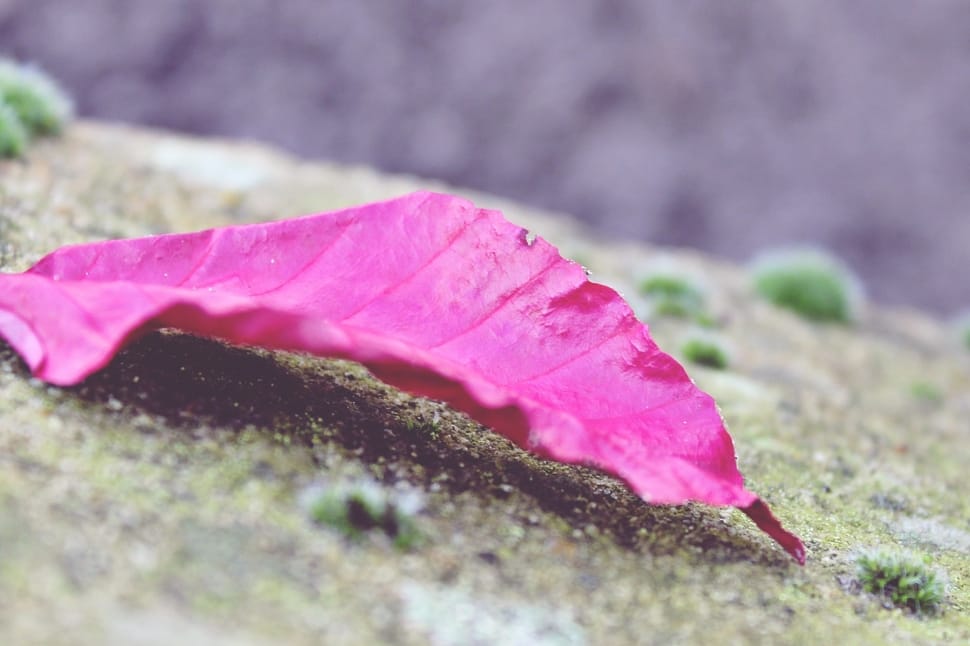 pink ovate leaf in closeup photography preview