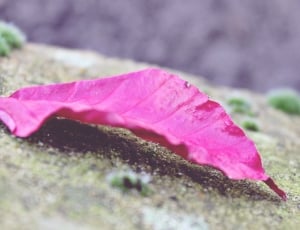 pink ovate leaf in closeup photography thumbnail
