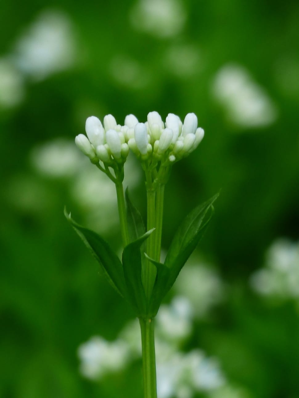 white petaled flower plant preview