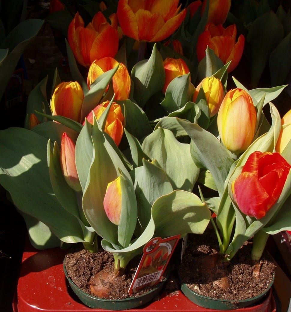 Spring, Tulips, Flowers, flower, freshness preview