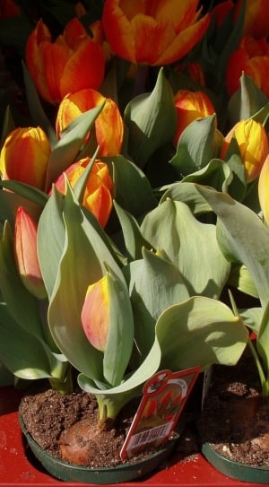 Spring, Tulips, Flowers, flower, freshness thumbnail