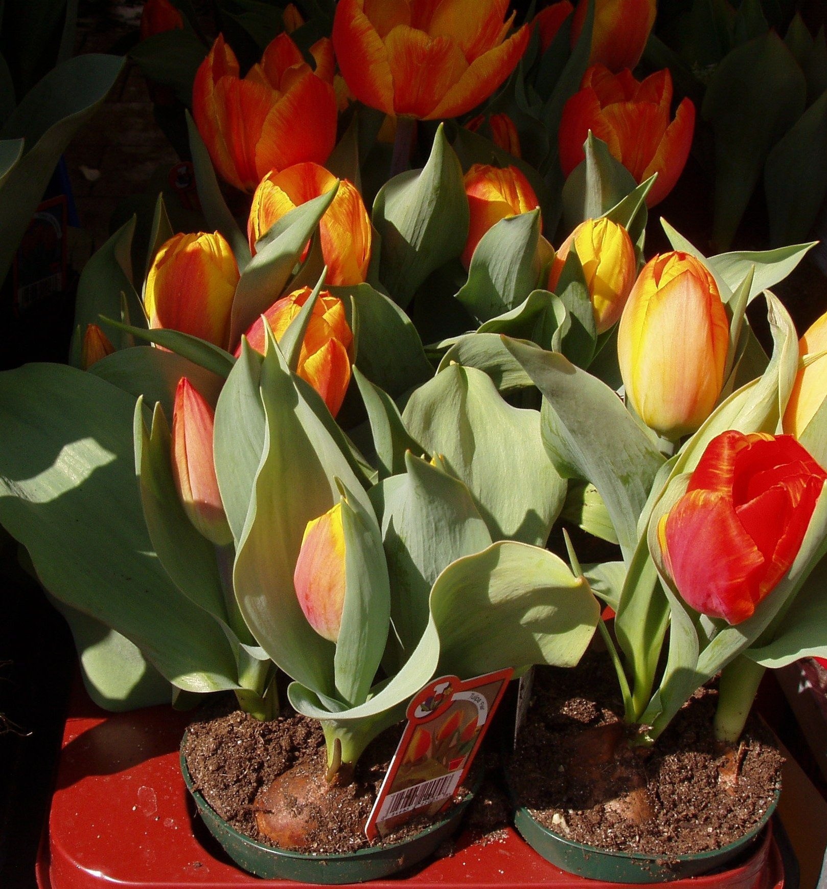 Spring, Tulips, Flowers, flower, freshness