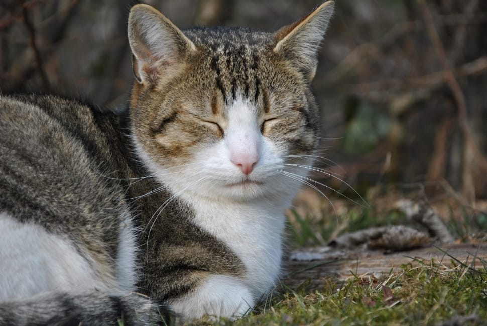 photo of brown tabby cat with closed eyes preview