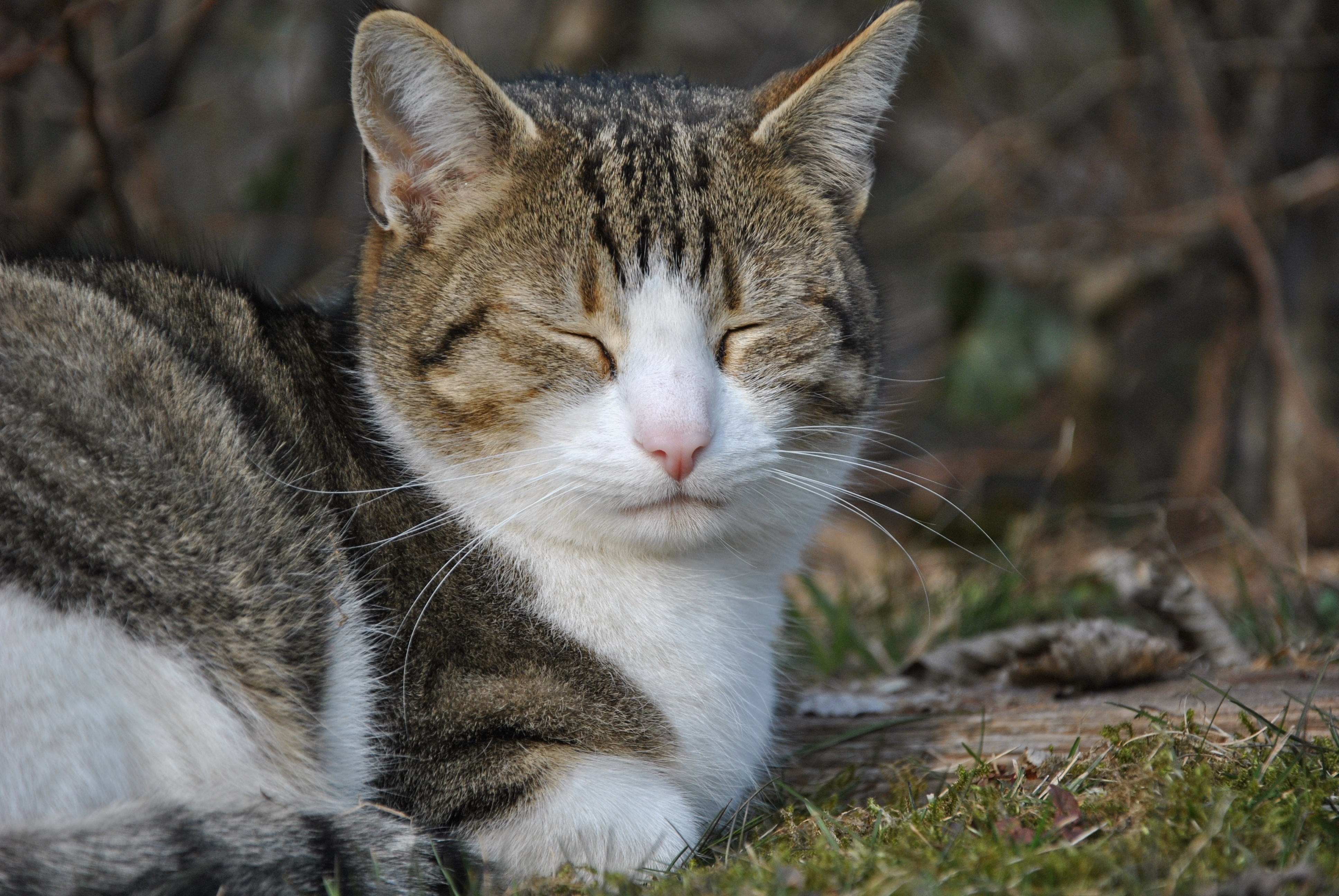 photo of brown tabby cat with closed eyes