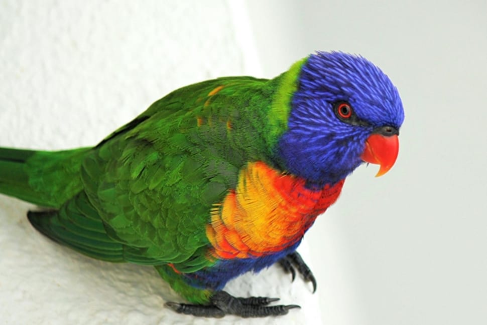 green and purple parrot