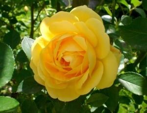 Roses, Fragrance, Rose Bloom, Rose, flower, petal thumbnail
