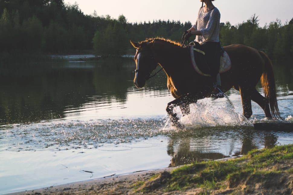 woman riding a horse while walking on a lake during daytime preview