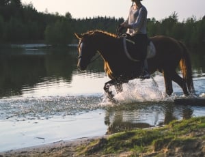 woman riding a horse while walking on a lake during daytime thumbnail
