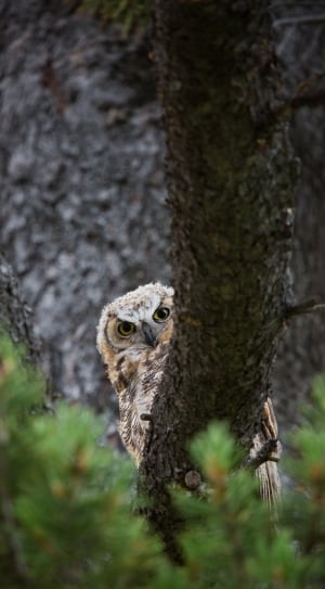 gray owl in the forest during daytime thumbnail