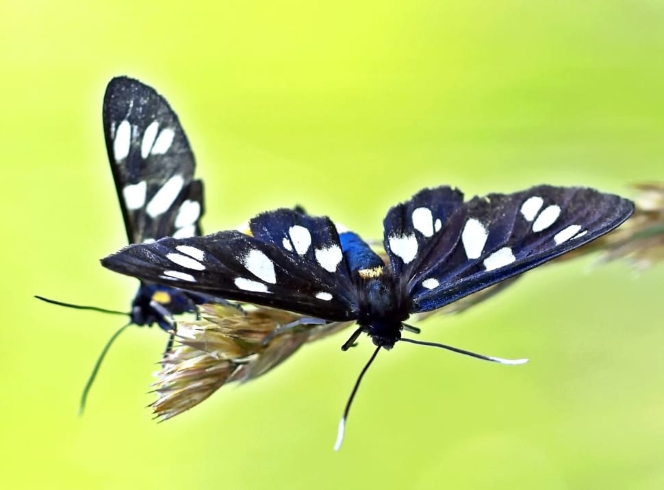 two black and white spotted butterflies preview
