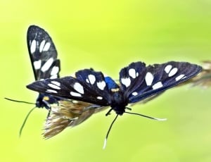two black and white spotted butterflies thumbnail