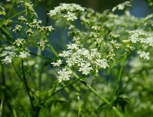 Flowers, Pointed-Chervil, White, plant, nature thumbnail
