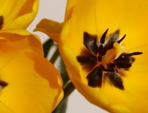 yellow and black multi petaled flower thumbnail