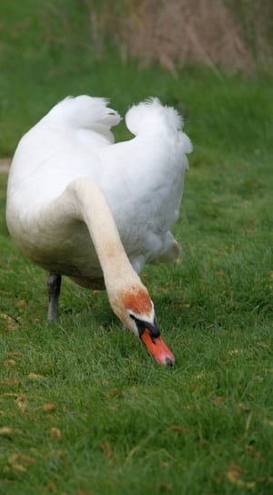White, Swan, Birds, Swans, Bird, one animal, animal themes thumbnail