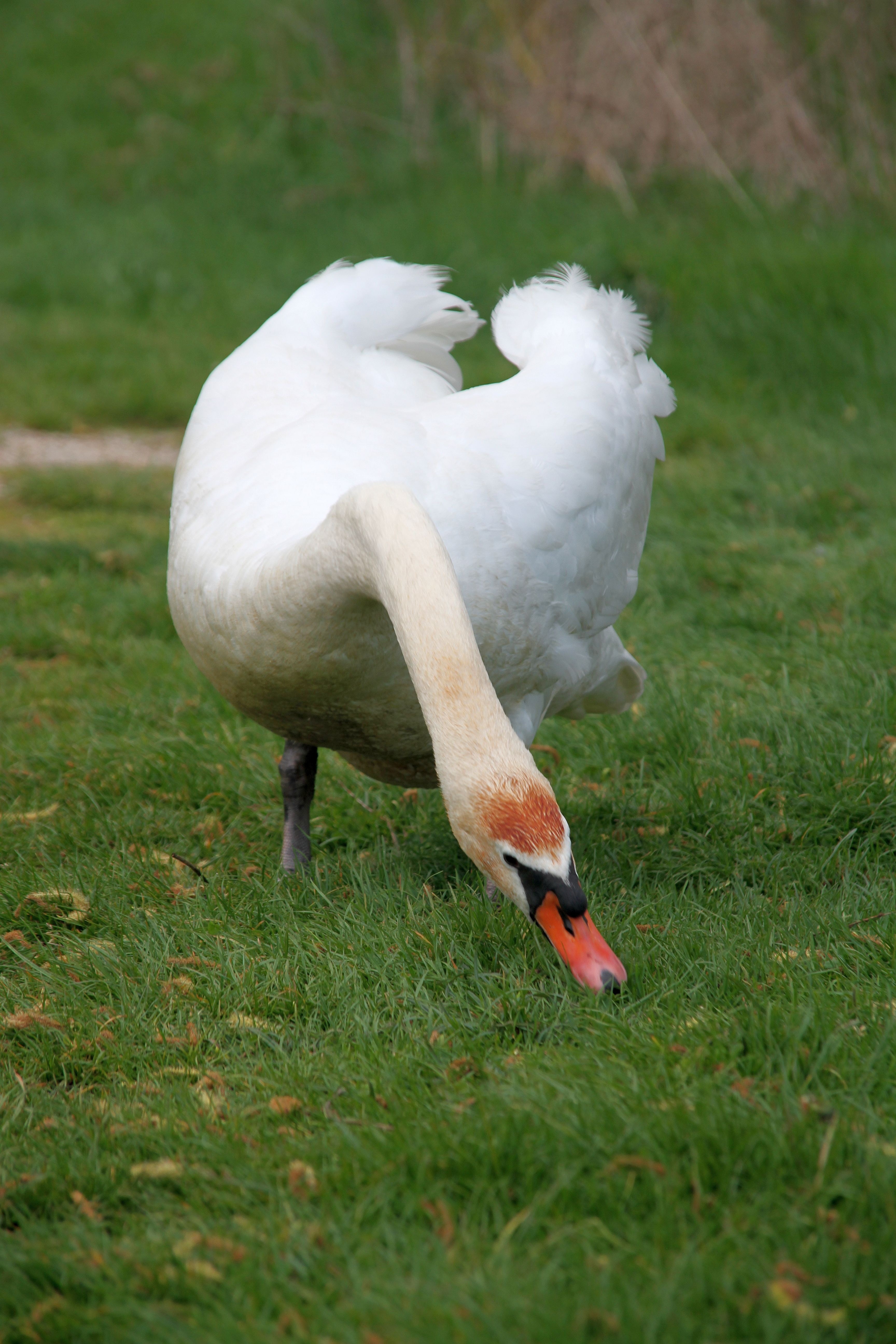 White, Swan, Birds, Swans, Bird, one animal, animal themes