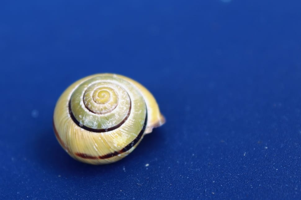 yellow and green snail preview