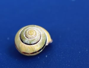 yellow and green snail thumbnail