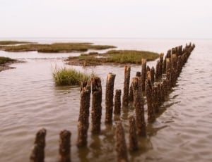 wood line straightly on body of water thumbnail