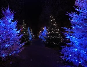 Lights, Christmas, Lichterkette, night, illuminated thumbnail