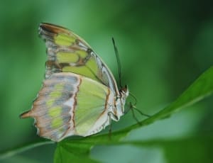 brown and green butterfly thumbnail