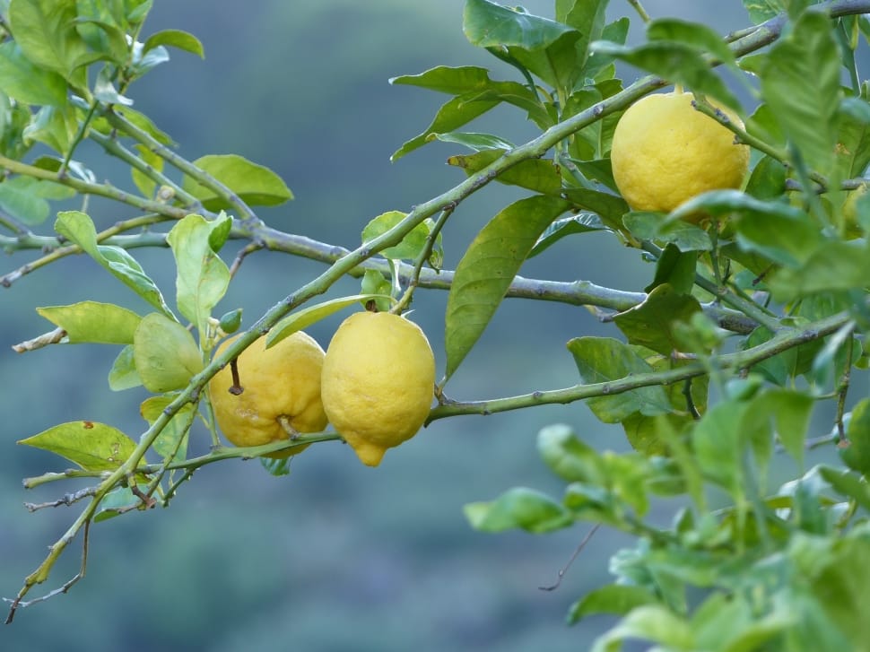 yellow lemon on tree preview