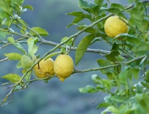 yellow lemon on tree thumbnail