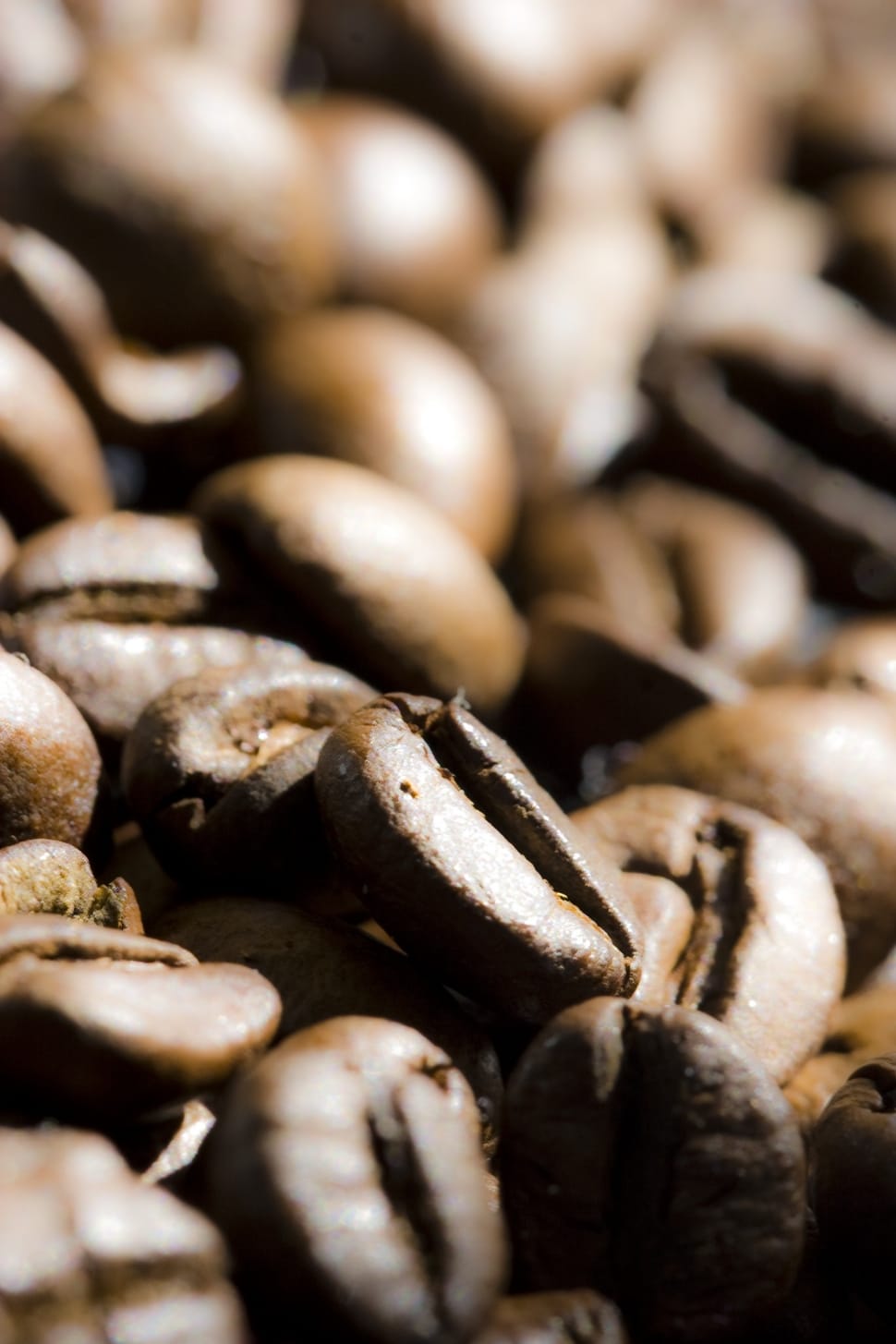 coffee beans lot preview