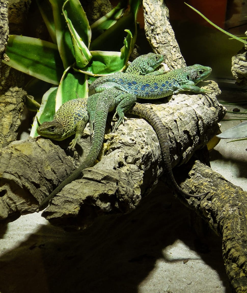 Green, Reptile, Lizard, Scale, reptile, animal wildlife preview