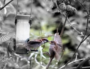 2 brown and gray short beak birds thumbnail