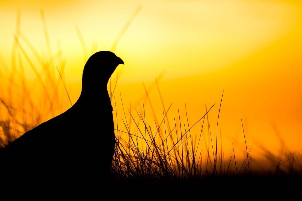silhouette of bird preview