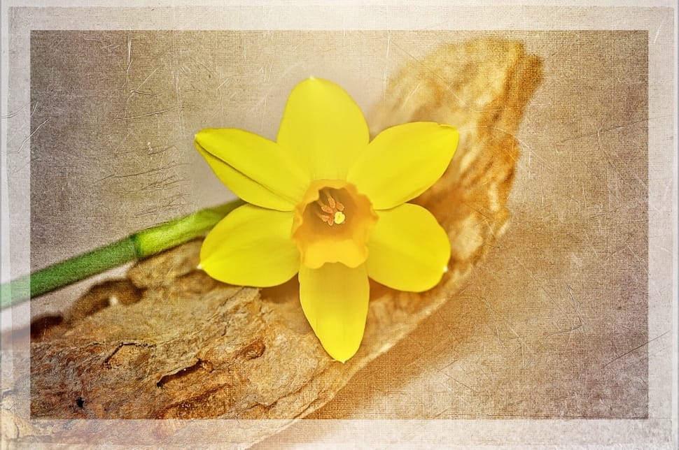 yellow 6 petaled flower preview