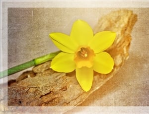 yellow 6 petaled flower thumbnail