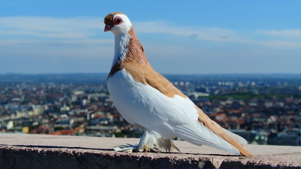 white and brown pigeon preview