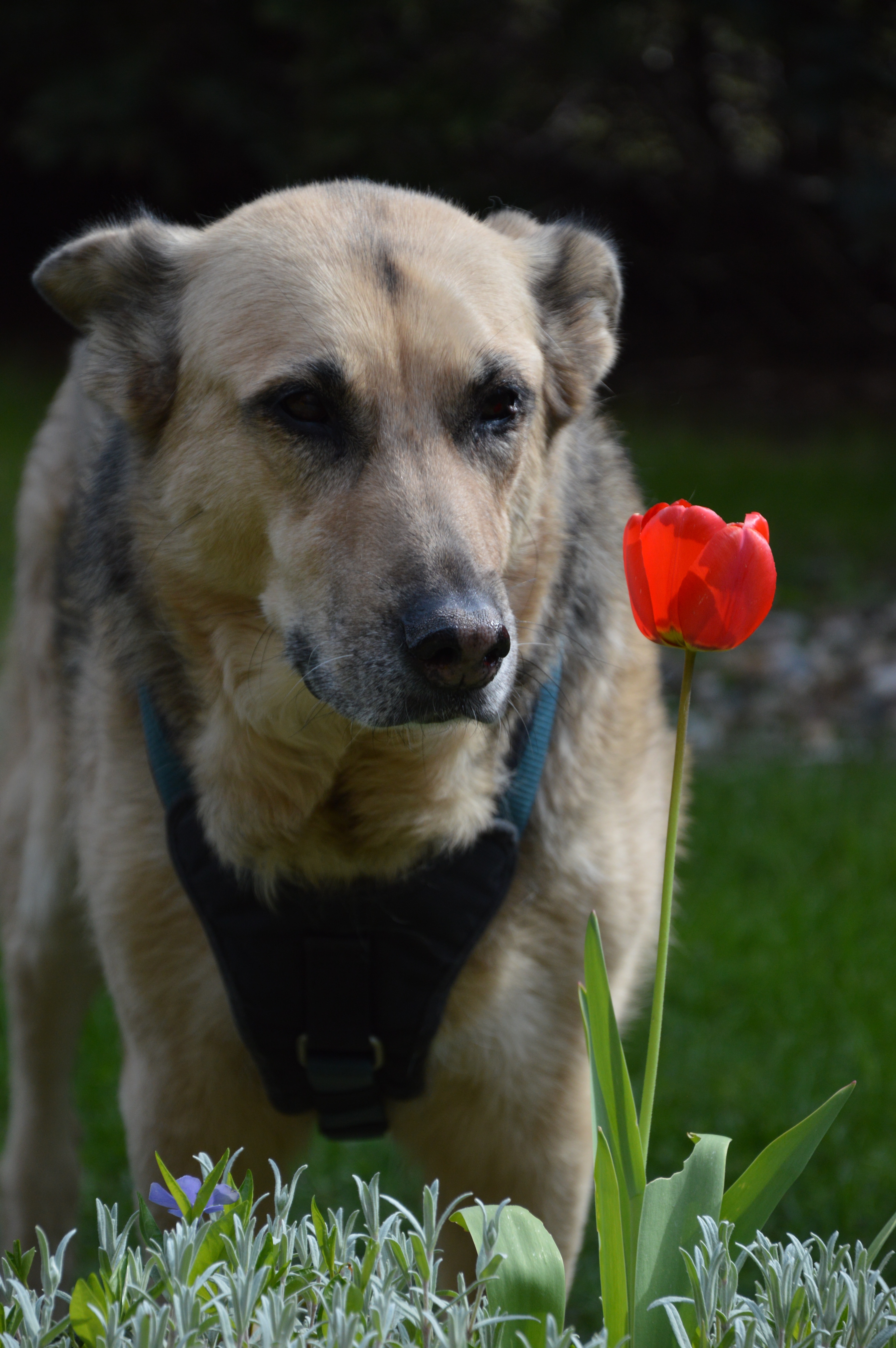 German Shepherd and red petaled flower on focus photo