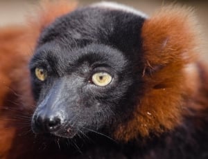 Red ruffed lemur thumbnail