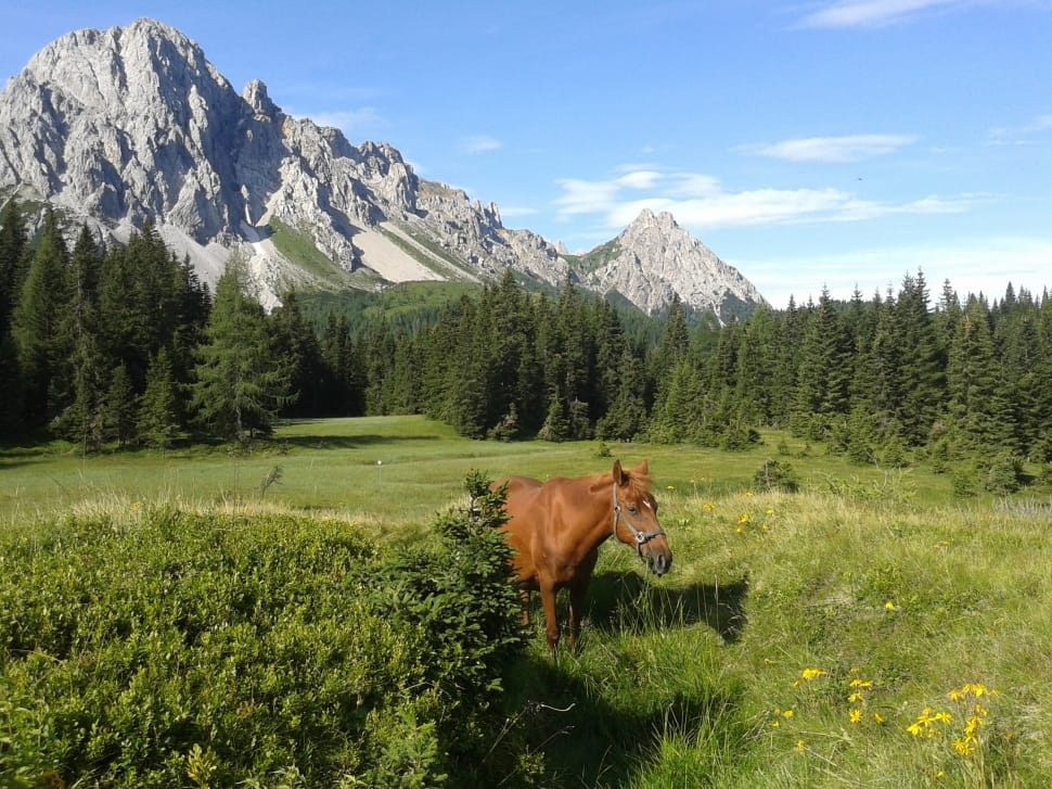 brown horse on field with green leaf trees and plants near mountain with rocks preview