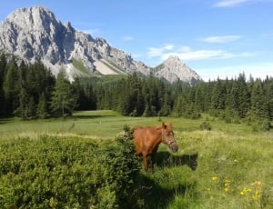 brown horse on field with green leaf trees and plants near mountain with rocks thumbnail