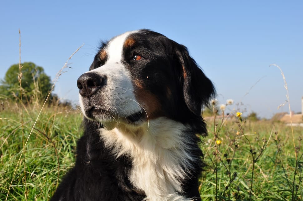 Dog, Bernese Mountain Dog, Animal, dog, pets preview