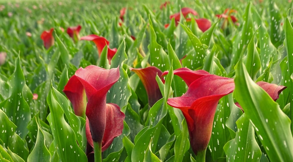 red flower with green leaves plantation preview