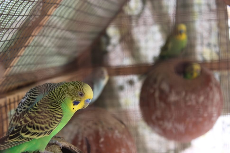 parakeet flock preview