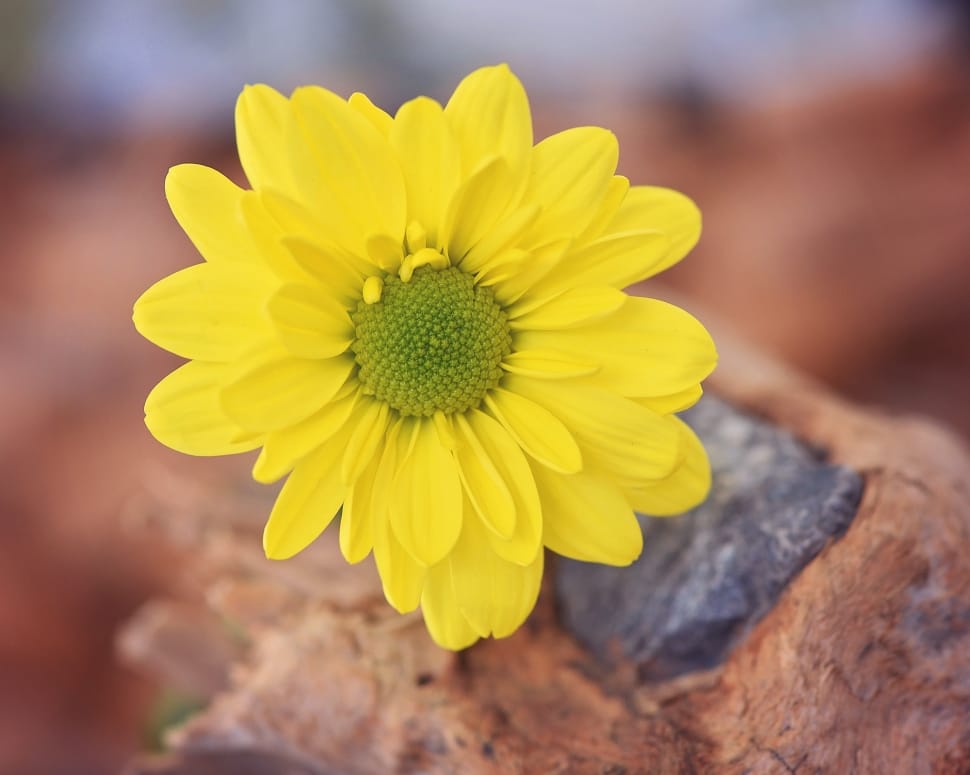 Tree Daisy, Yellow Flower, Yellow, flower, yellow preview