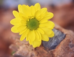 Tree Daisy, Yellow Flower, Yellow, flower, yellow thumbnail