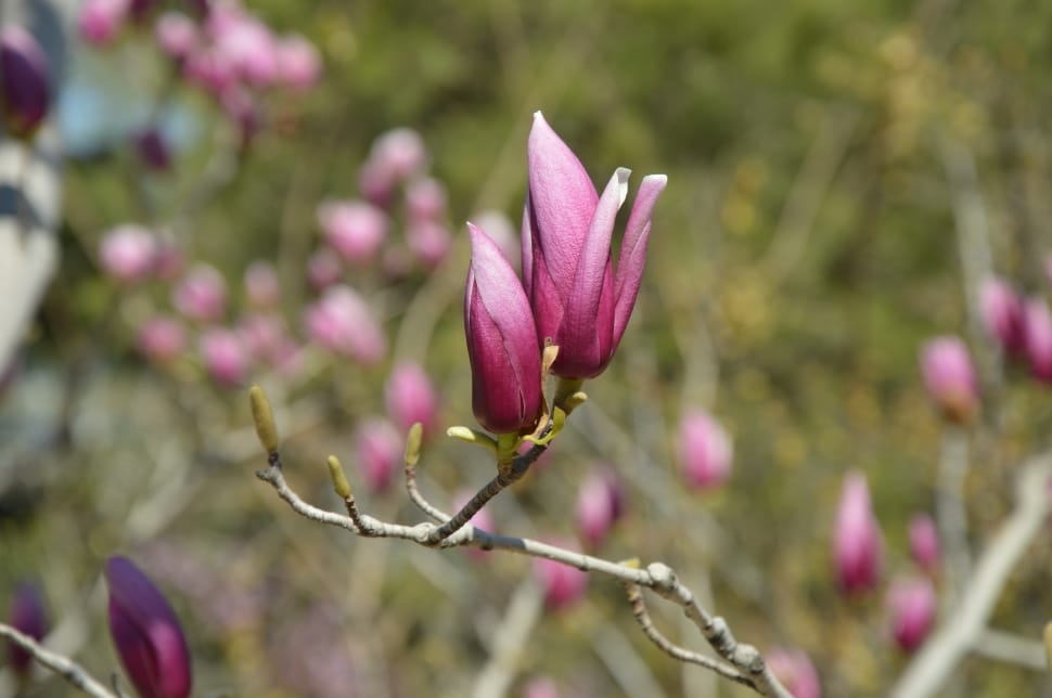Purple, Magnolia, Flowers, Tree, Spring, flower, nature preview