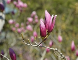 Purple, Magnolia, Flowers, Tree, Spring, flower, nature thumbnail