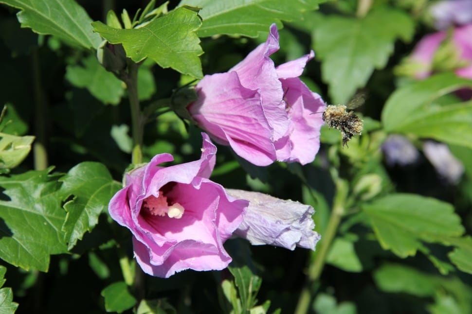two purple hibiscus flowers preview