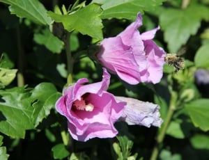 two purple hibiscus flowers thumbnail