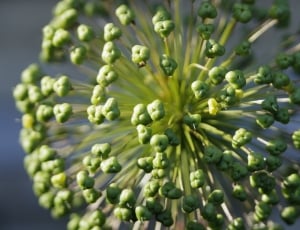 macro photography of green flower thumbnail