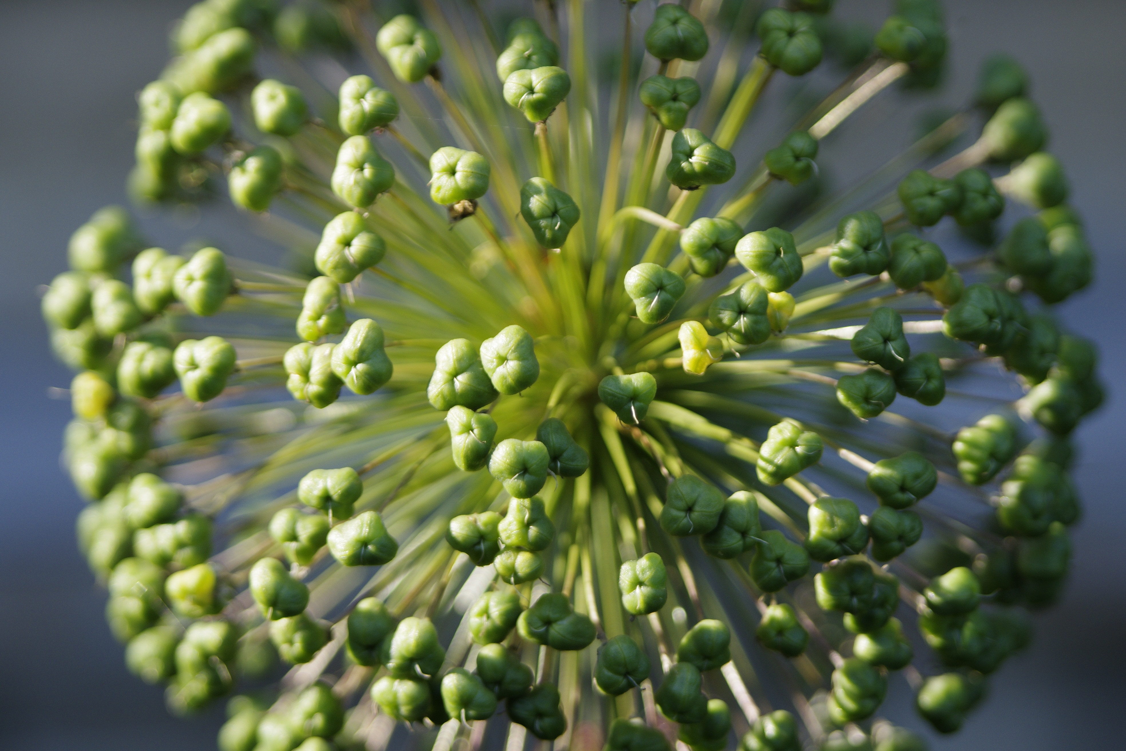 macro photography of green flower